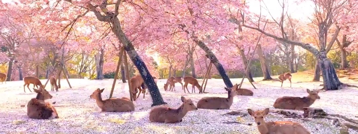 nara park