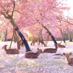 nara park
