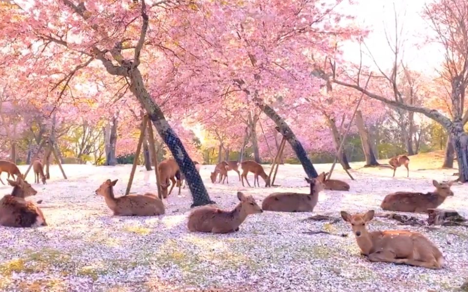nara park