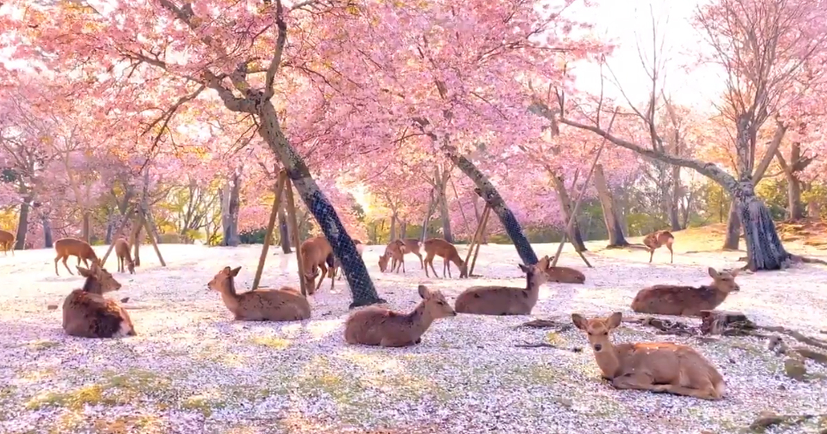 nara park